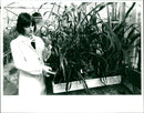 Plants - Vintage Photograph