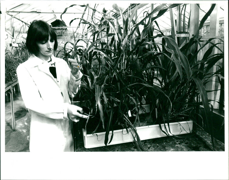 Plants - Vintage Photograph