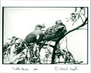 Birds - Vintage Photograph