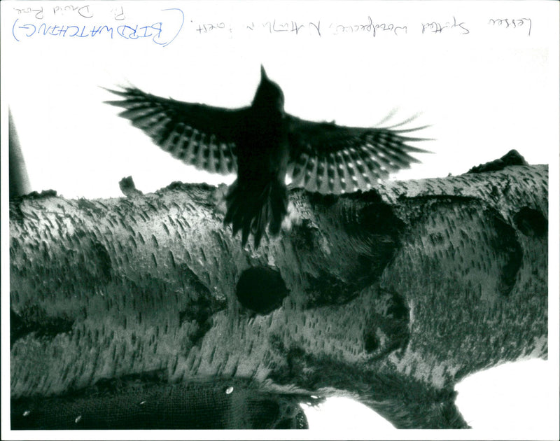 Bird Watching - Vintage Photograph