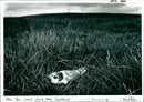 Birds : Artic Tern - Vintage Photograph