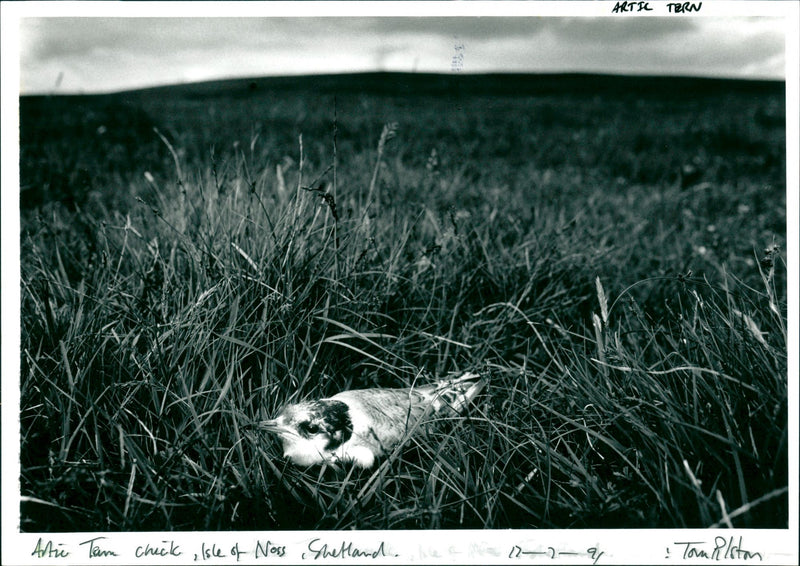 Birds : Artic Tern - Vintage Photograph
