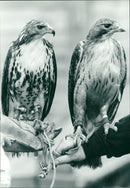 FROM OX AND BUCKS . .87 . . SHOWS : RUNAWAY BUZZARD ALF , ( LEF - Vintage Photograph