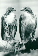 FROM OX AND BUCKS . .87 . . SHOWS : RUNAWAY BUZZARD ALF ( LEFT - Vintage Photograph