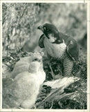 Birds of Prey - Vintage Photograph