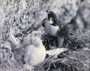 Birds of Prey - Vintage Photograph