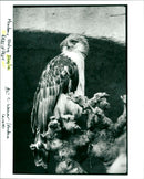 Birds of Prey - Vintage Photograph