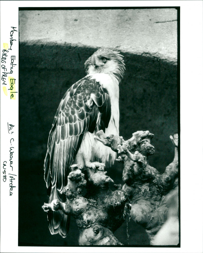 Birds of Prey - Vintage Photograph