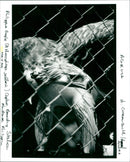 Birds of Prey - Vintage Photograph