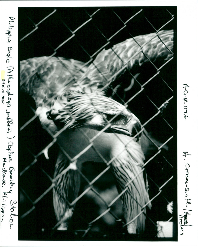 Birds of Prey - Vintage Photograph