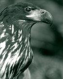 Birds of Prey - Vintage Photograph