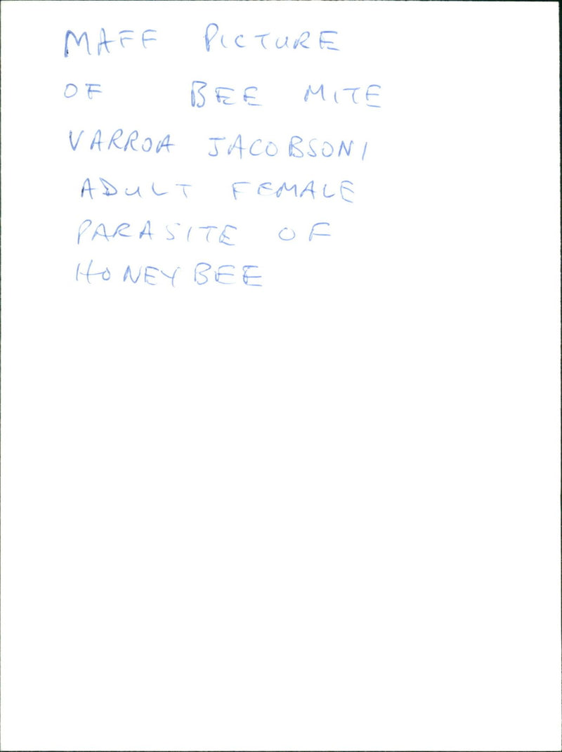 Varroa Jacobsoni - Vintage Photograph