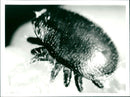 Varroa Jacobsoni - Vintage Photograph