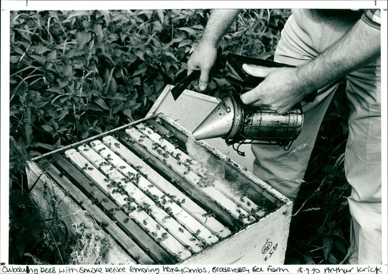 Bees - Vintage Photograph