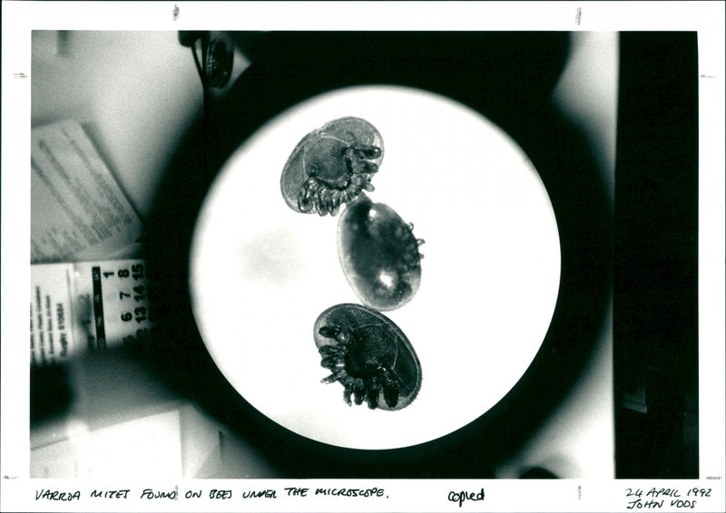 Bees - Vintage Photograph