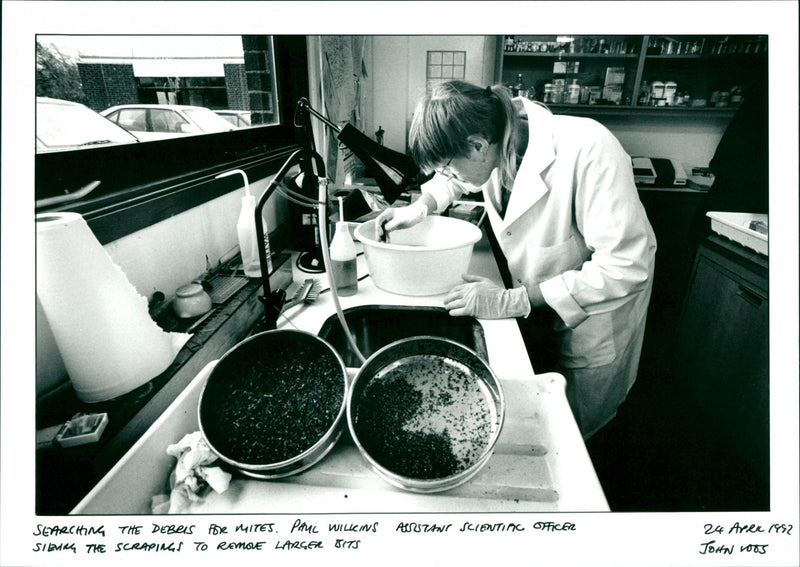 Bees - Vintage Photograph