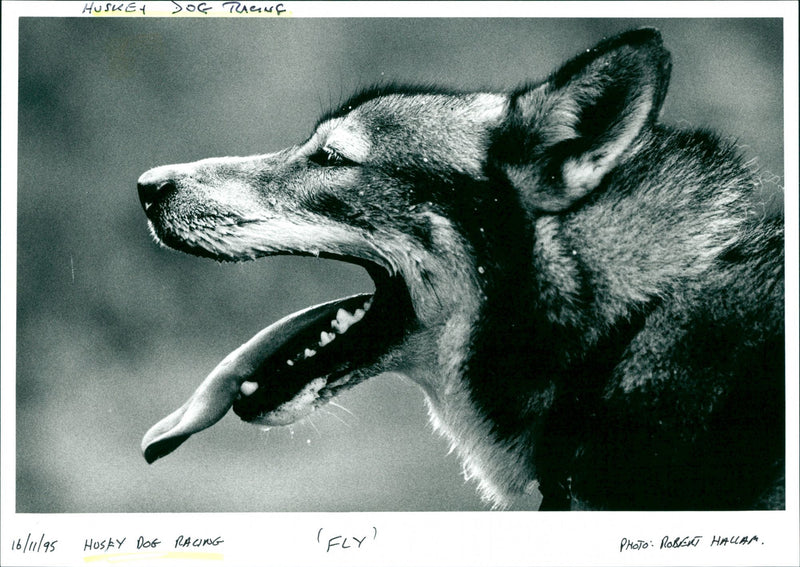 Husky Dog Racing - Vintage Photograph