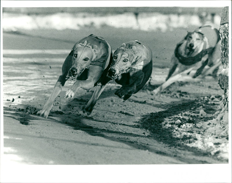 Dog Racing - Vintage Photograph