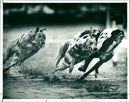 Dog Racing - Vintage Photograph