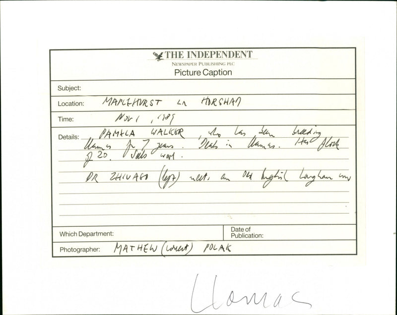 Llamas - Vintage Photograph