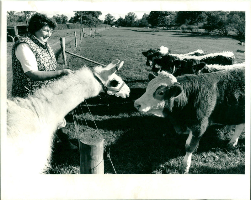 Llamas - Vintage Photograph