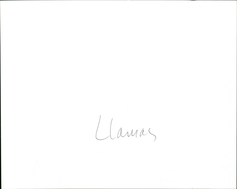 Llamas - Vintage Photograph