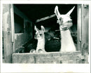 Llamas - Vintage Photograph
