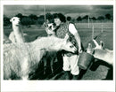 Llamas - Vintage Photograph