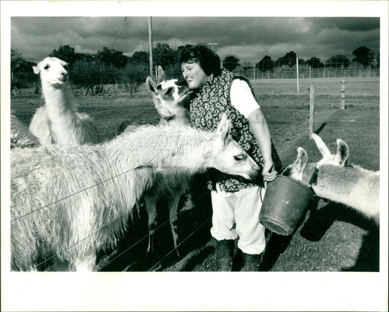 Llamas - Vintage Photograph