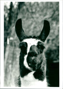 Llama - Vintage Photograph