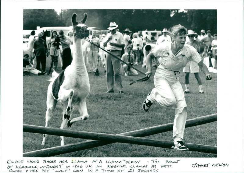 Llama - Vintage Photograph