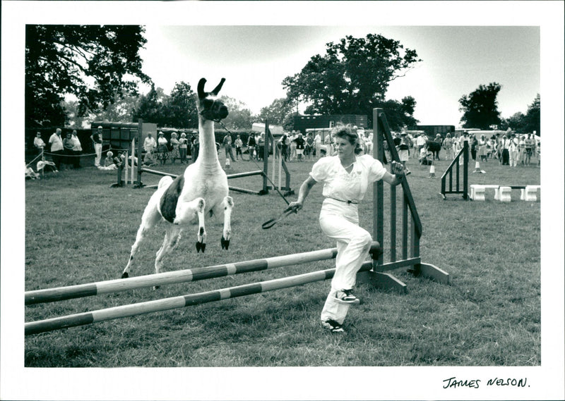 Llama - Vintage Photograph