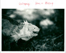 Lizard - Vintage Photograph