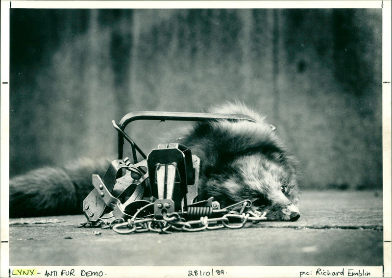 Lynx - Vintage Photograph