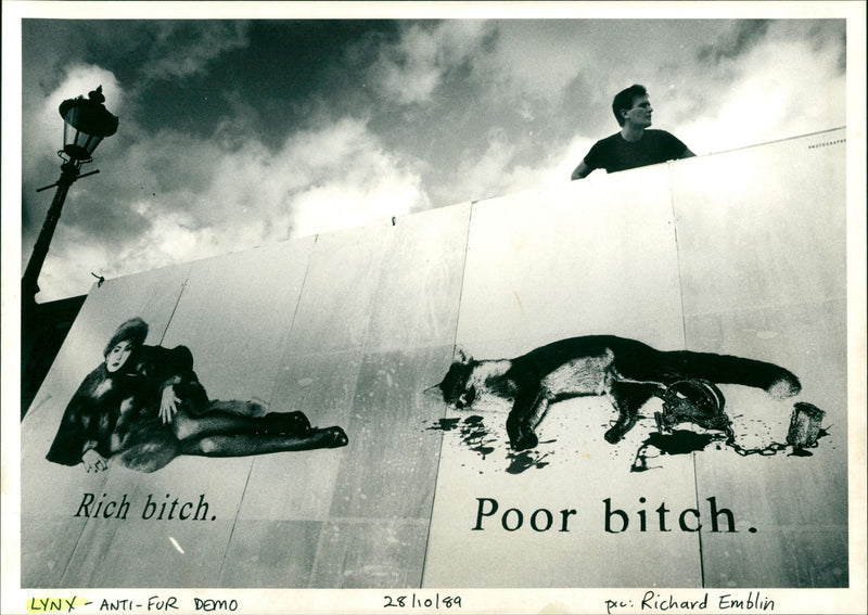 Lynx - Vintage Photograph