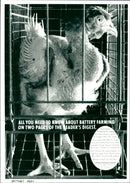 Battery Hen - Vintage Photograph