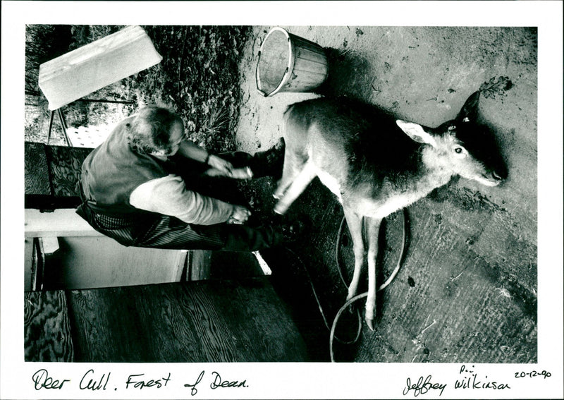 Deer Cull - Vintage Photograph