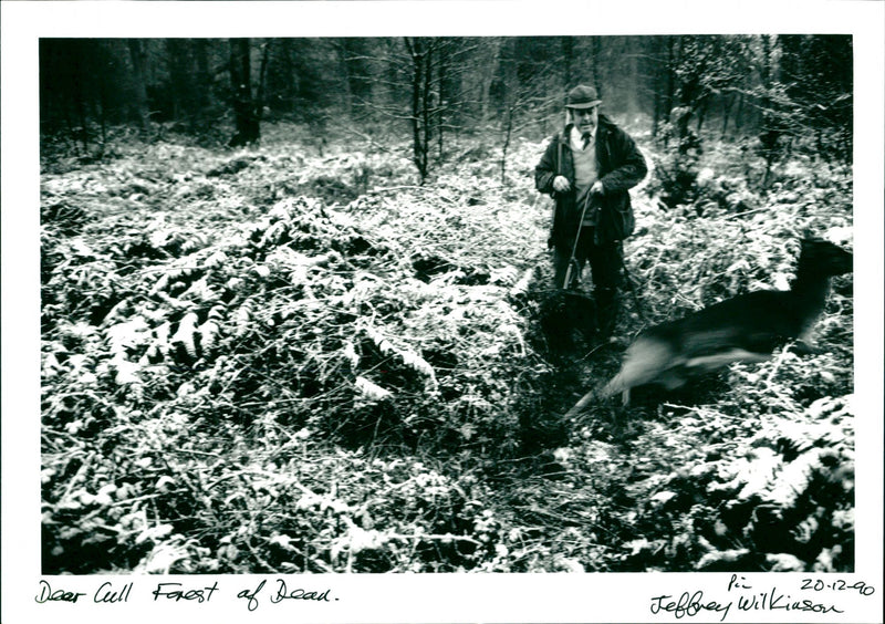 Deer Cull - Vintage Photograph