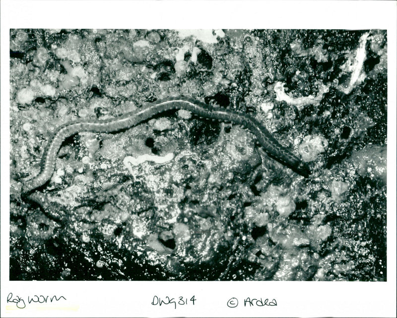 Ragworm - Vintage Photograph