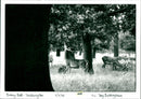 Deer - Vintage Photograph