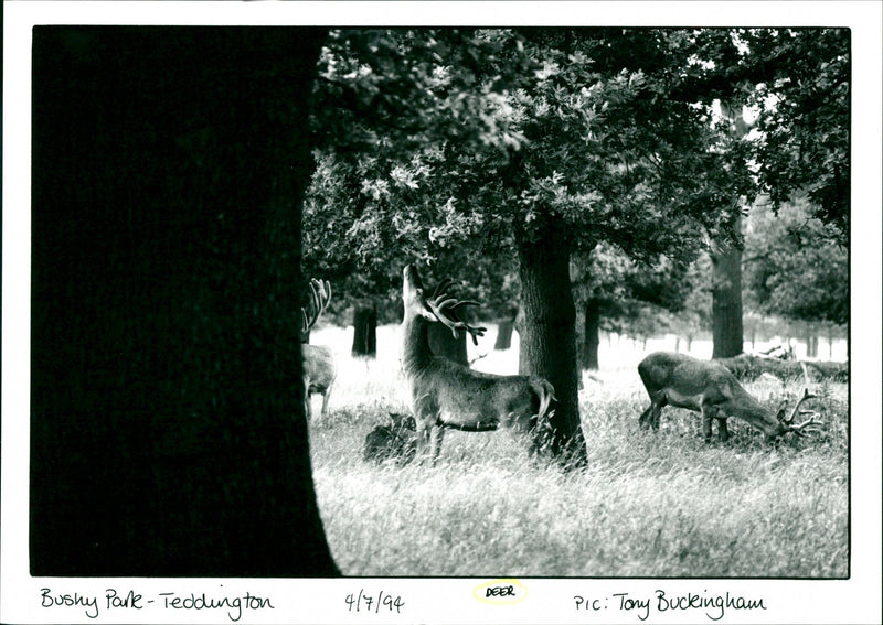 Deer - Vintage Photograph