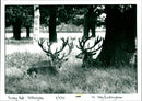 Deer - Vintage Photograph