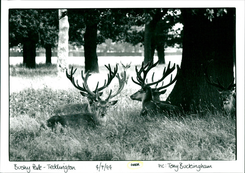 Deer - Vintage Photograph