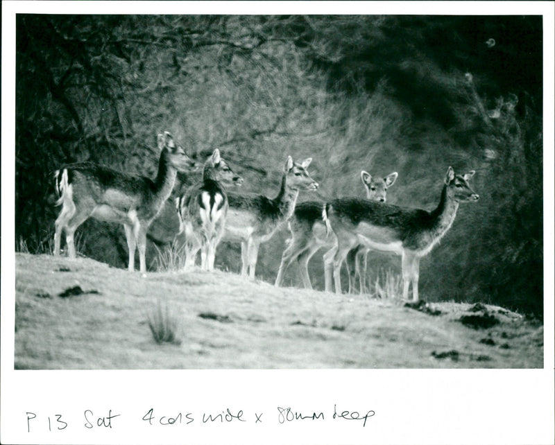 Deer - Vintage Photograph