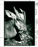 Chinese Muntjac Deer - Vintage Photograph