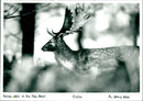 Deer - Vintage Photograph