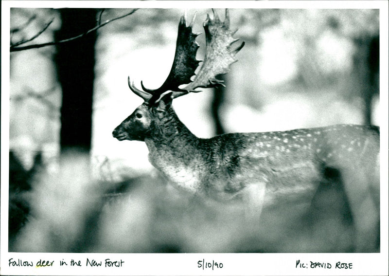 Deer - Vintage Photograph