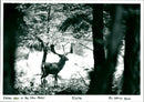 Deer - Vintage Photograph