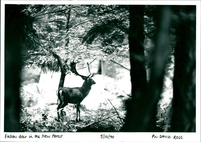 Deer - Vintage Photograph