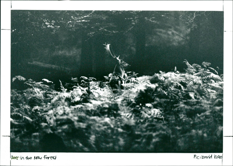 Deer - Vintage Photograph